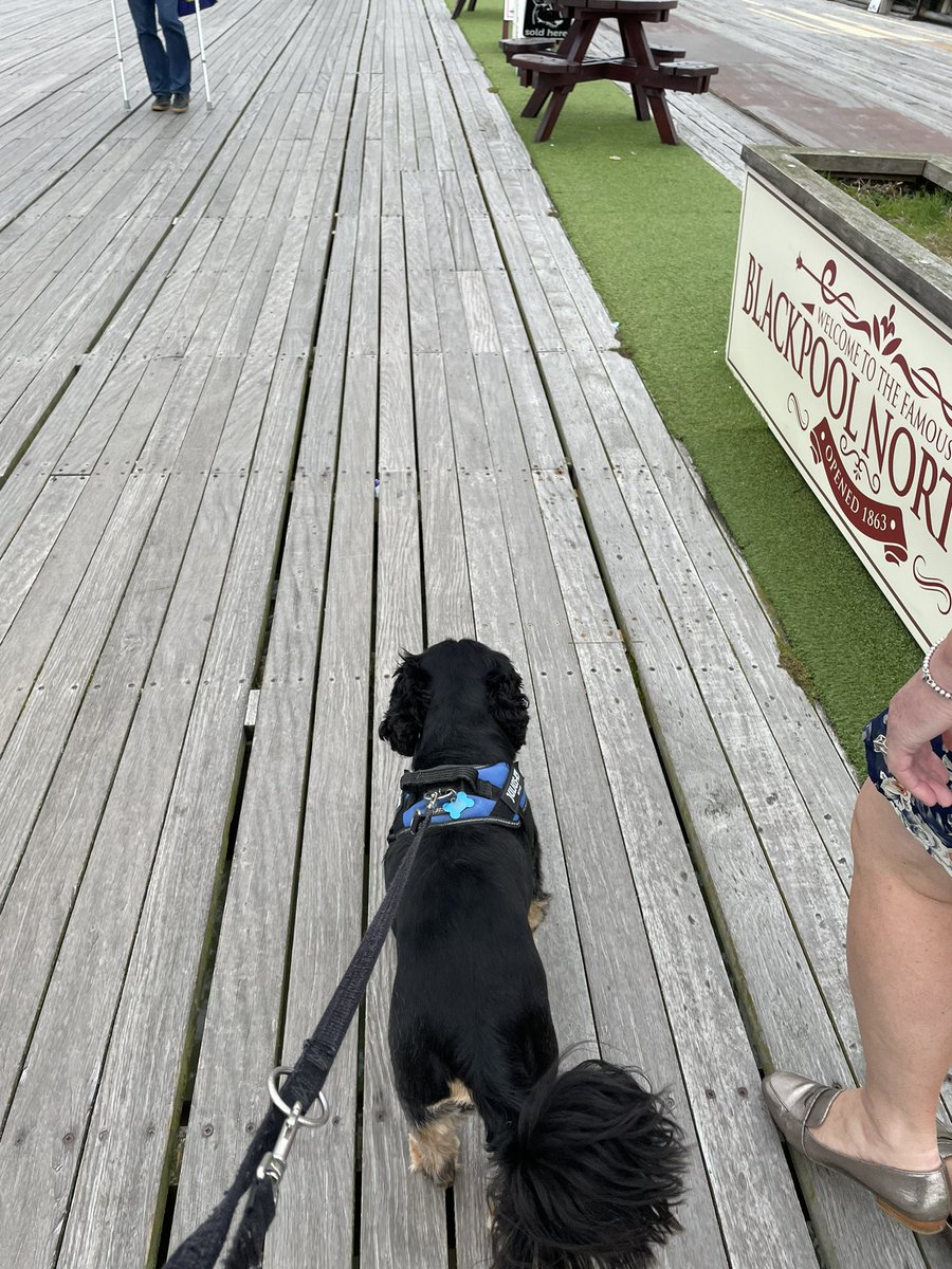 CavMaxi's tweet photo. Gallivanting around the venue of legends that is Blackpool today and the lovely Garden Bar at Bloom on North Pier🍺 🍷 #holibobs #cavpacksummeroffun https://t.co/aqrix719mY