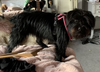 CatsMissing's tweet image. #FindLemon Black TerrierX #LostDog Vanished afternoon 11/9/21 #HydePark #KensingtonGardens #London parallel Bayswater Rd nr Queensway
Seen by Italian Gardens Cafe &amp;amp; Bayswater Rd
Black Whiskers Nervous MUCH LOVED 
F/M NEUTERED Chipped #ScanMe 
@DogLostUK➡️doglost.co.uk/dog-blog.php?d…