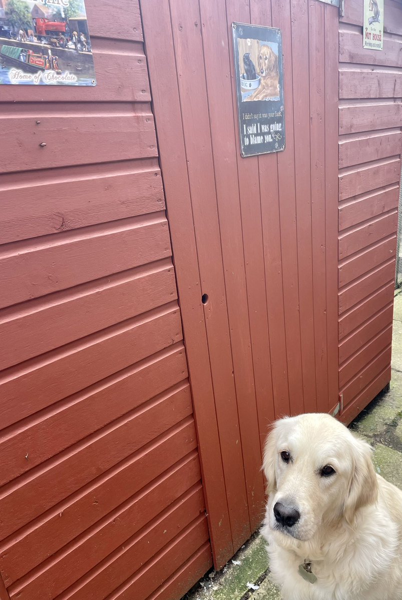 Dove #shed has a new roof and a good lick of paint, all thanks to my supervision and “help.”
Another thank you to the kind reader who sent Bravehound the #GoldenRetriever #metalsign for my veteran’s collection. #metalsigns