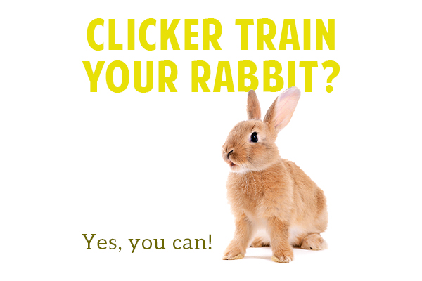 SmallPetSelect's tweet photo. Get your high-value rewards ready! We share all the steps for house rabbit clicker training and why this method is the best way to train your bun.
https://t.co/M1puTWnEoJ
#smallpetselect #rabbitpet #lovemyrabbit #bunnytraining #rabbittraining #clickertraining https://t.co/CzZATQIF8d