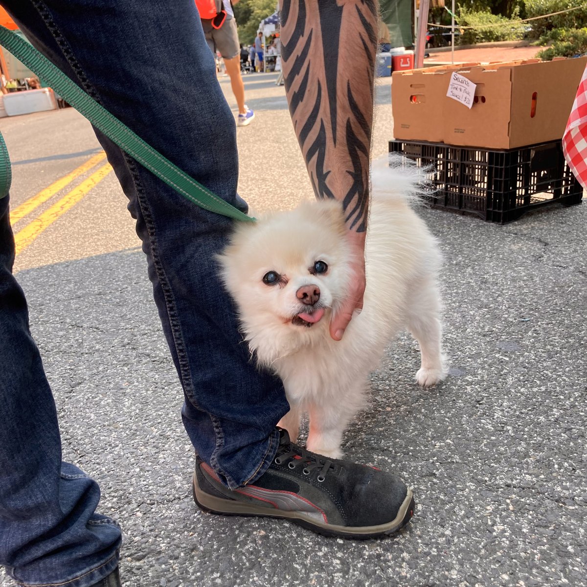 Number1Sons's tweet image. We met a pup named after a hoagie at the market this weekend. What was the best part of your weekend?!