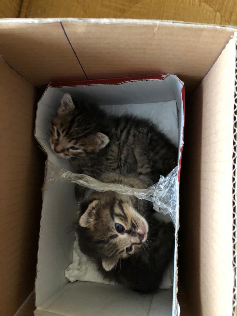 Şu inanılmaz tatlı yavruları hayatınızın bir parçası yapmak ister misiniz? Öyleyse hemen <a href="/Pulup/">ΠΛΠ 🇨🇦🏳️‍🌈🧢🩶 #BoğaziçiBenim</a> ile irtibata geçin :)