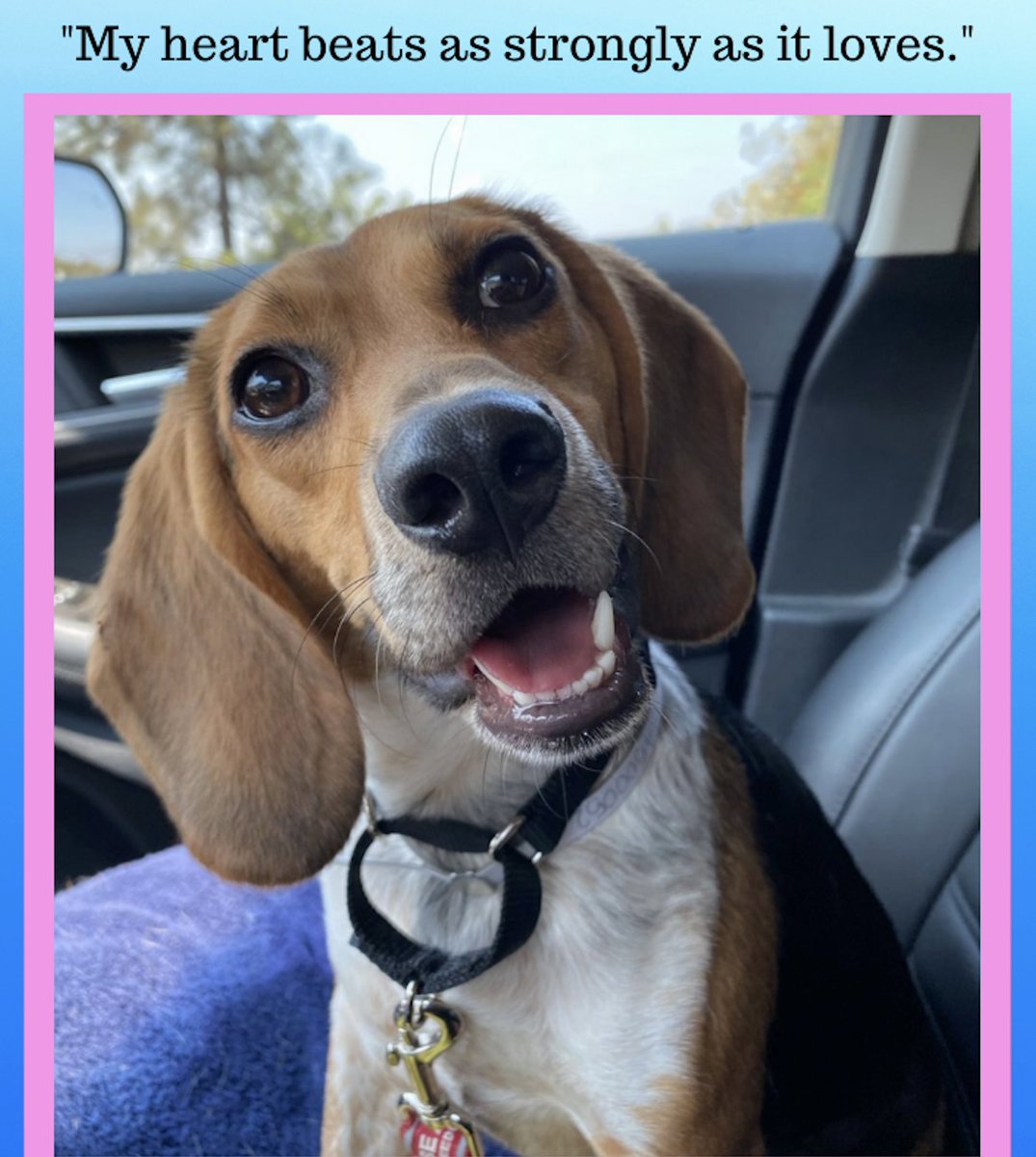 Angel 4 Keeps (@angel_4_keeps) on Twitter photo Photo: Beagle Freedom Project. Dog lovers meet "Betty Boop", a 1 year old Beagle who as of 9/12/21 is being fostered by the Beagle Freedom Project in CA. Interested? Please e-mail Adopt@BFP.ORG Photo: Beagle Freedom Project. Dog lovers meet "Betty Boop", a 1 year old Beagle who as of 9/12/21 is being fostered by the Beagle Freedom Project in CA. Interested? Please e-mail Adopt@BFP.ORG