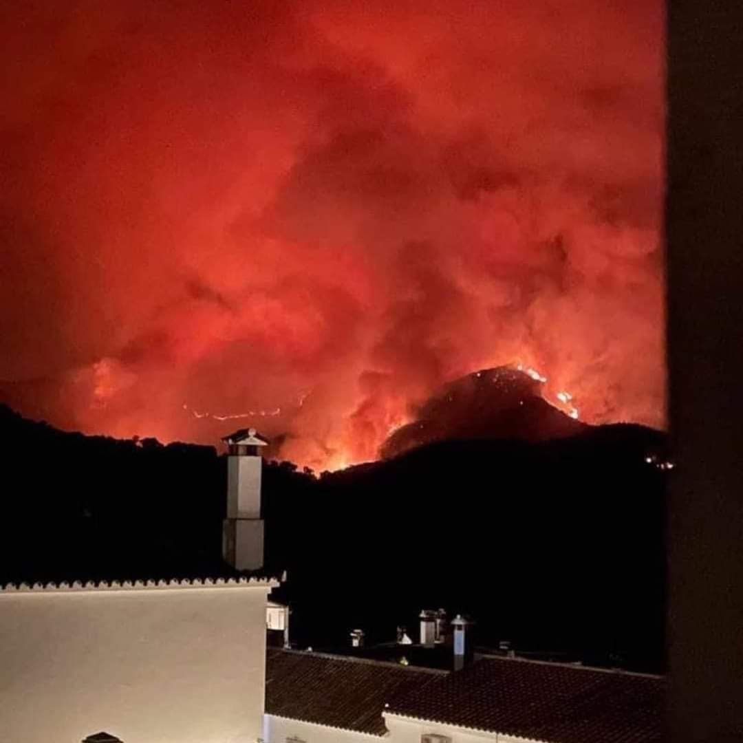 (1/2) Amigos, se quemó Notre Dame y todos a llorar y a soltar dinero para su reconstrucción, vino la Filomena y a volver a llorar, y se está quedando uno de los patrimonios más grande de la biodiversidad de Andalucía y no veo ni un lazo negro ni una lágrima ni un nada de nada.