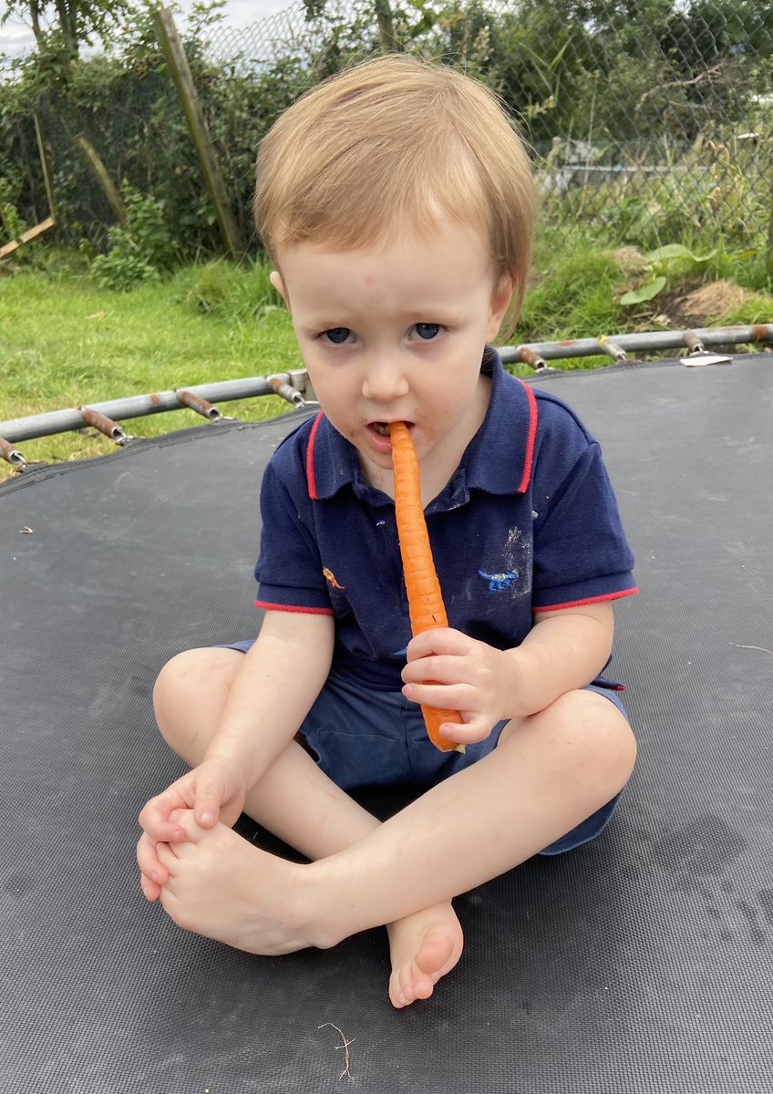 LisaHowarth18's tweet image. The best part of growing your own is seeing your grandchild eating your fruits straight from the earth @allotmentlovers