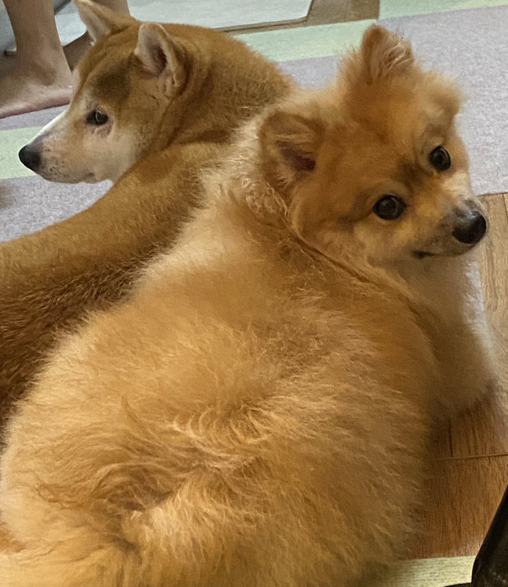 壱獅忌コボ tweet media