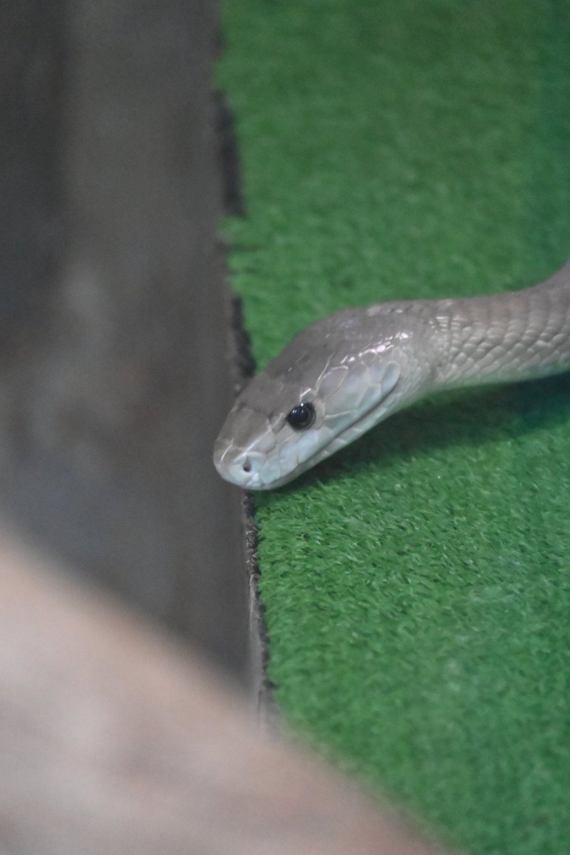 日本マムシ Posts Matches Places Events And More Enjoy Edayfm