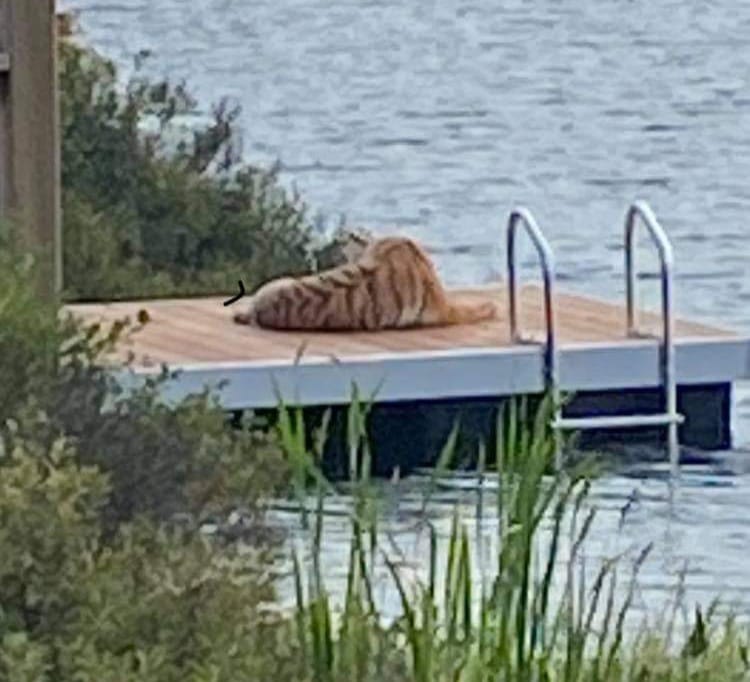 Q104Halifax's tweet photo. Anna: 😅 From @HfxMda  Info via RCMP  At 5:30 p.m. on Sept. 12, #HALIFAX  District RCMP were called to a tiger on a dock on Beaver Bank Rd. in Beaver Bank.​ Police found a stuffed tiger on the dock.​Tiger was removed as it was causing a hazard for motorists. 📷Stephanie Michalko) https://t.co/nDr9vfiyPk