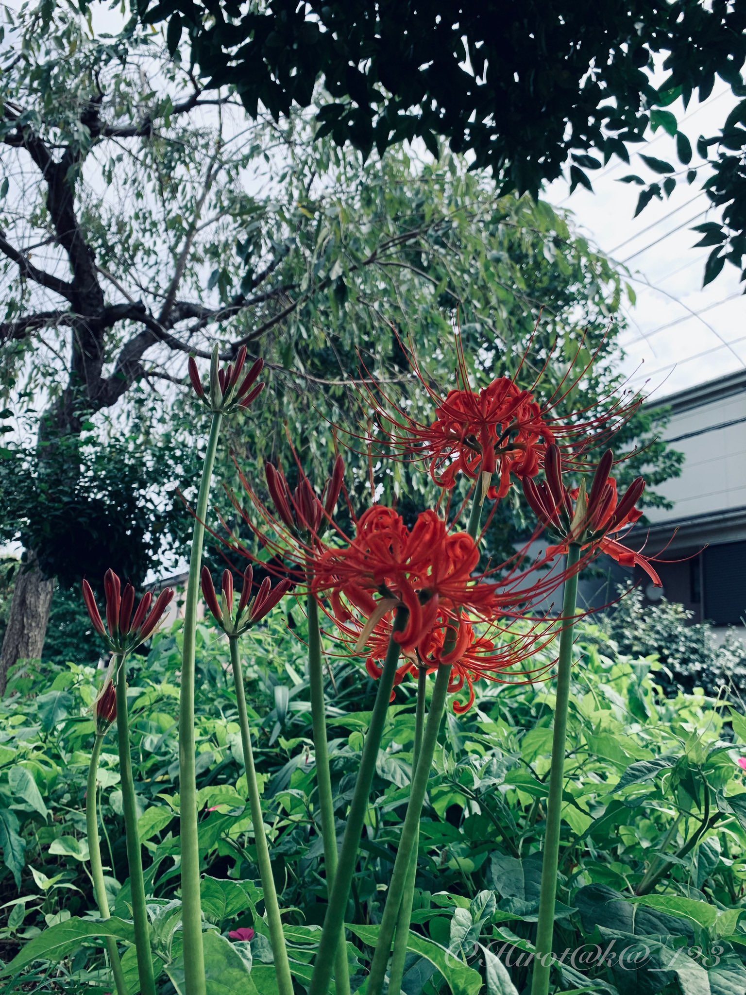 Gude Gude P Nd Many Cluster Amaryllis Were In Bloom 21年 21年9月 日常 Flowers Flowerphotography T Co H3vfc8olyc Twitter