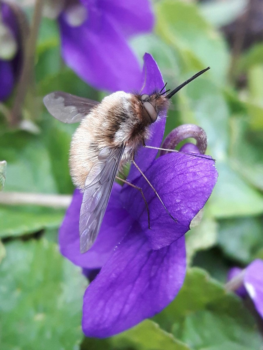 career_re's tweet photo. @MyFrogCroaked @Ferchucky I love the bee-fly. Though they are nectar thief's I still love them. I took a picture of this one earlier this year. #photooftheday #photography #PHOTOS #insects https://t.co/iPWiGXOk3f