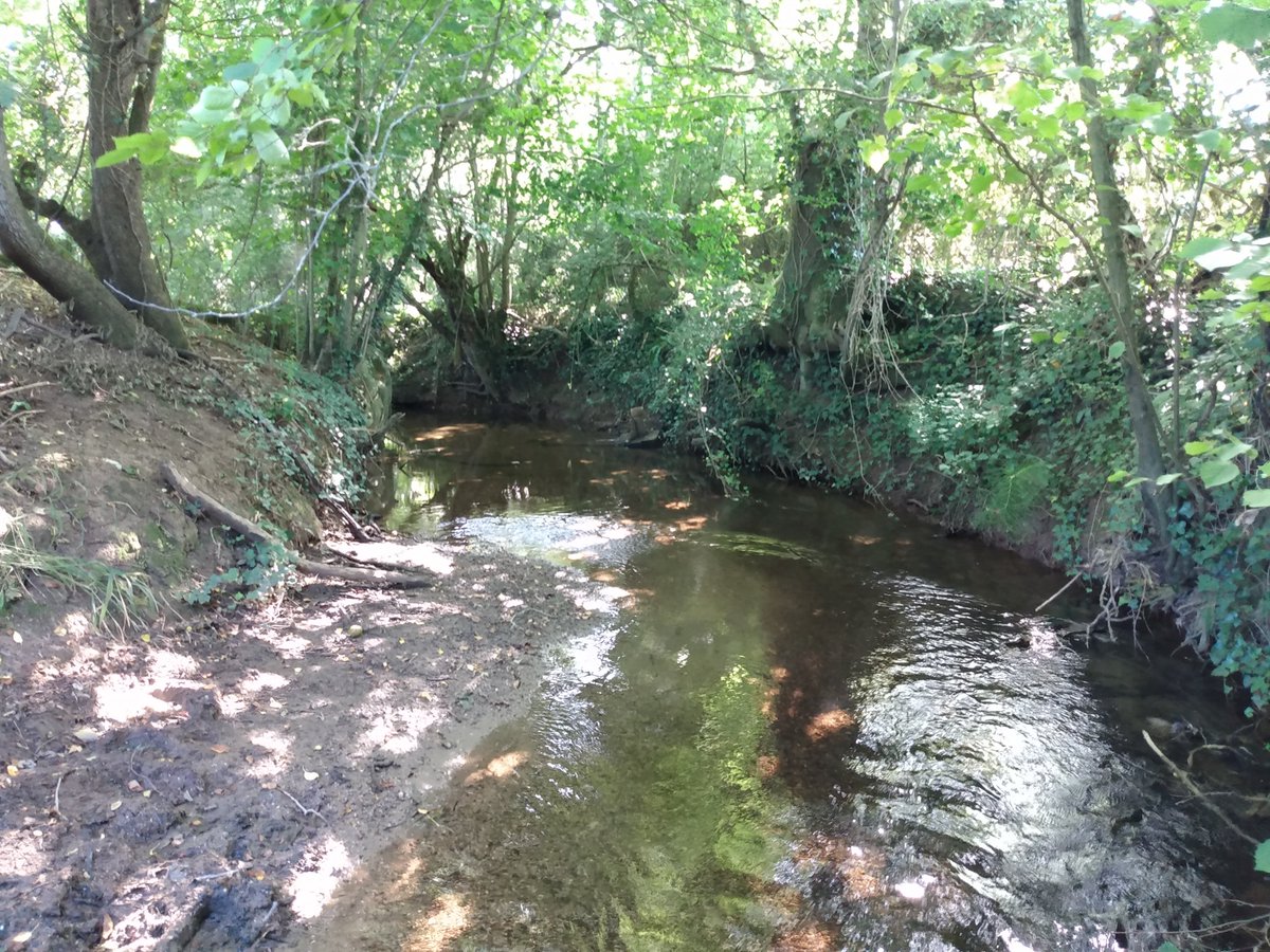 BristolAvonRT's tweet image. Thanks to funding from @BristolWater and D'oyly Carte CT, we've carried out two season invertebrate monitoring at 5 sites on the Congresbury Yeo in 2021.  This is part of the @SalmonTroutCons #SmartRivers programme &amp;amp; we'll use the findings to help focus our work in the catchment.