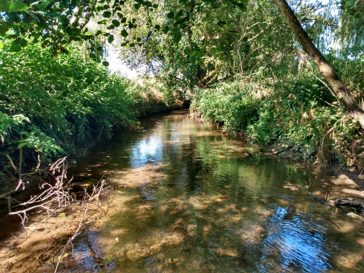 BristolAvonRT's tweet image. Thanks to funding from @BristolWater and D'oyly Carte CT, we've carried out two season invertebrate monitoring at 5 sites on the Congresbury Yeo in 2021.  This is part of the @SalmonTroutCons #SmartRivers programme &amp;amp; we'll use the findings to help focus our work in the catchment.