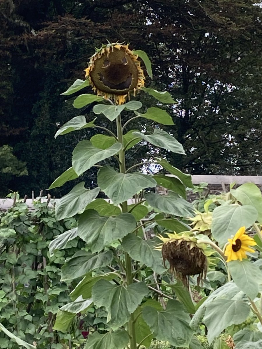 SamHayto's tweet photo. I just love 🌻🌻🌻🌻 they’re so bright and happy, but this really made me smile 😀

#sunflowers
#behappy
#smile https://t.co/SicOknBkBA