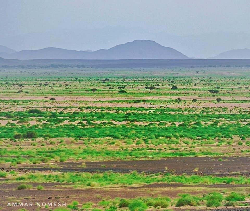 هكذا تزينت صحراء عتق مثلها كأغلب صحاري محافظة شبوة بعد موسم امطار خصب هذا العام 

لقطات من الجهة الشمالية من مدينة عتق - محافظة شبوة

عدسة : عمار نميش 
#شبوة