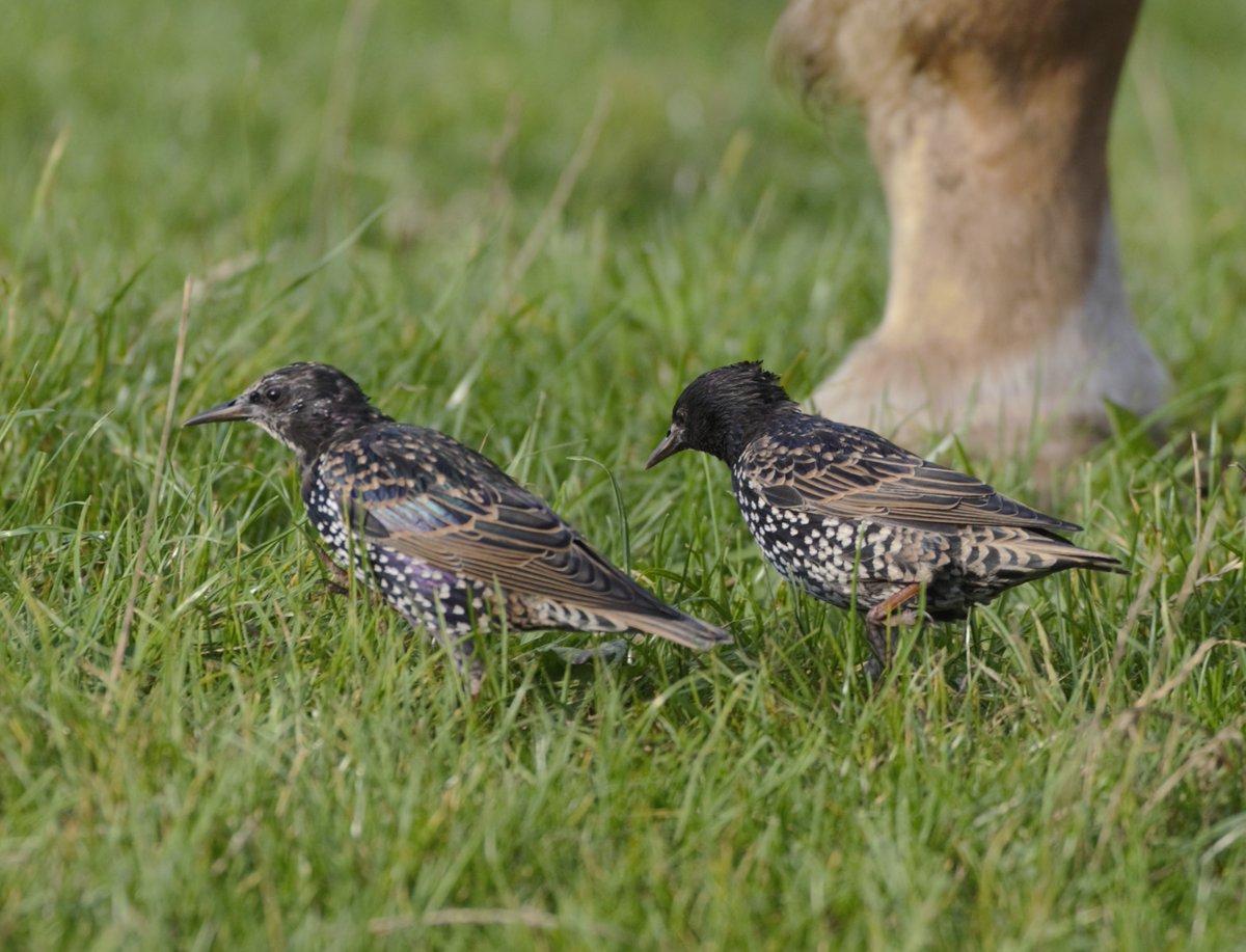 Ben Koks tweet media