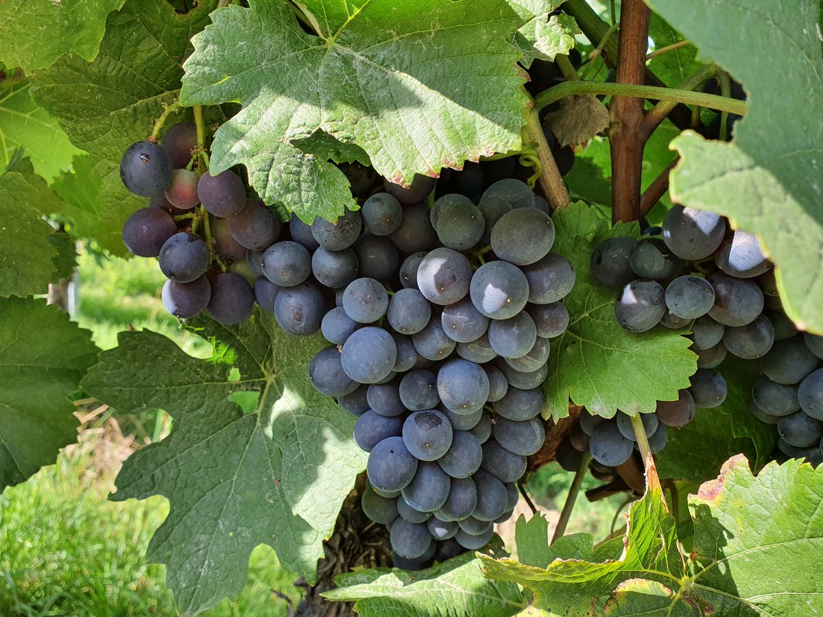 Fülle. #WilderWandel #Natur