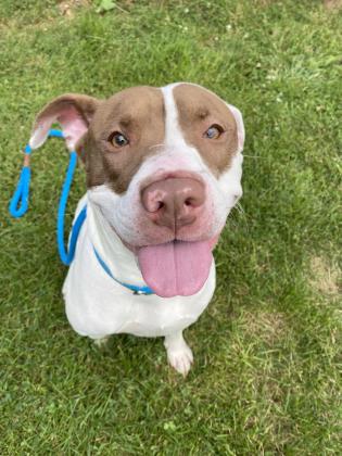 Michigan Humane on Twitter: Michigan Humane on Twitter: