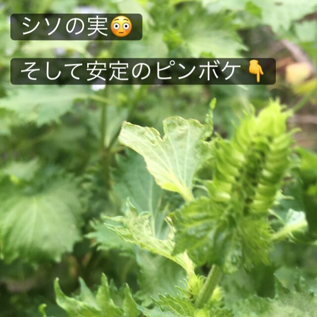 どいる Doiru1 Twitter どいる Doiru1 Twitter