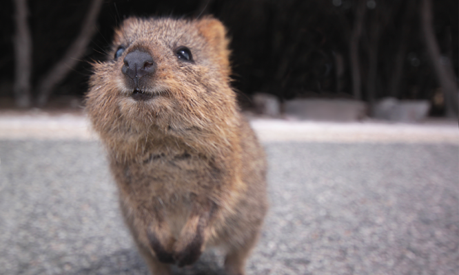 UberFacts's tweet photo. Often referred to as "the happiest animal in the world," the quokka is an Australian marsupial that often appears to be smiling https://t.co/GXeogbRqCK