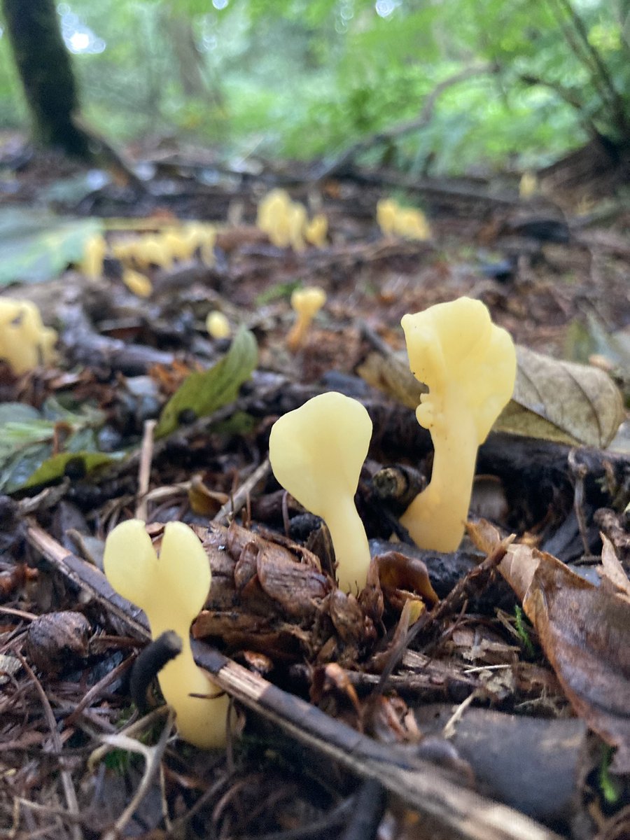 Dinosaur Kilby (@tkilby) on Twitter photo 