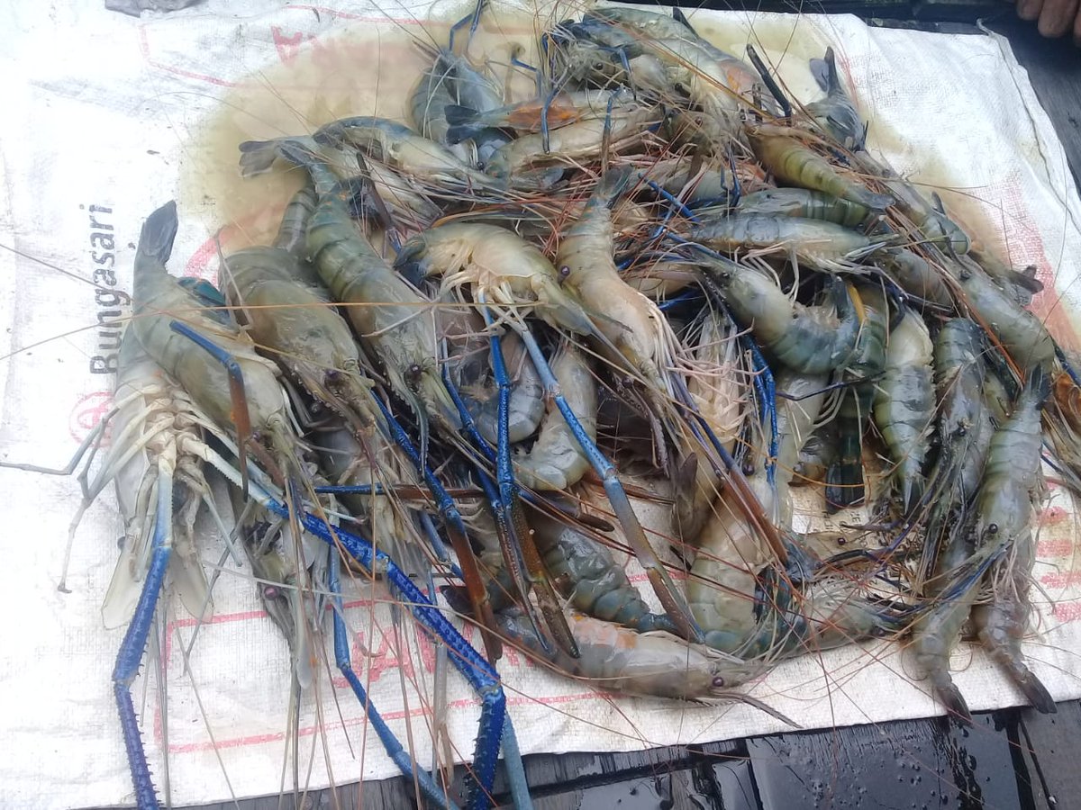 Erwansa7's tweet photo. Senin (13/9), Erwansa, Luhkan Kutai Kartanegara, di KUB JB Maju Bersama desa Muara Pantuan, melaporkan hasil tangkapan udang galah, alat tangkap bubu, sebanyak 11,3 kg,  harga Rp. 115.000/kg.
#GiatLuhkanSatminkalTegal 
#Luhlapor
#Kukar
#tangkap https://t.co/tvUSYtaxV3