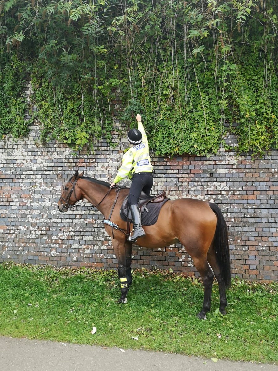 ASPoliceHorses's tweet photo. When, despite being 17.3hh, you still can’t reach the snacks, you get your rider to pick your blackberries for you  - Allan’s got her wrapped around his hoof already 😂🐴 #yeovilpatrols #cleverboy https://t.co/HYKCT8rrNH