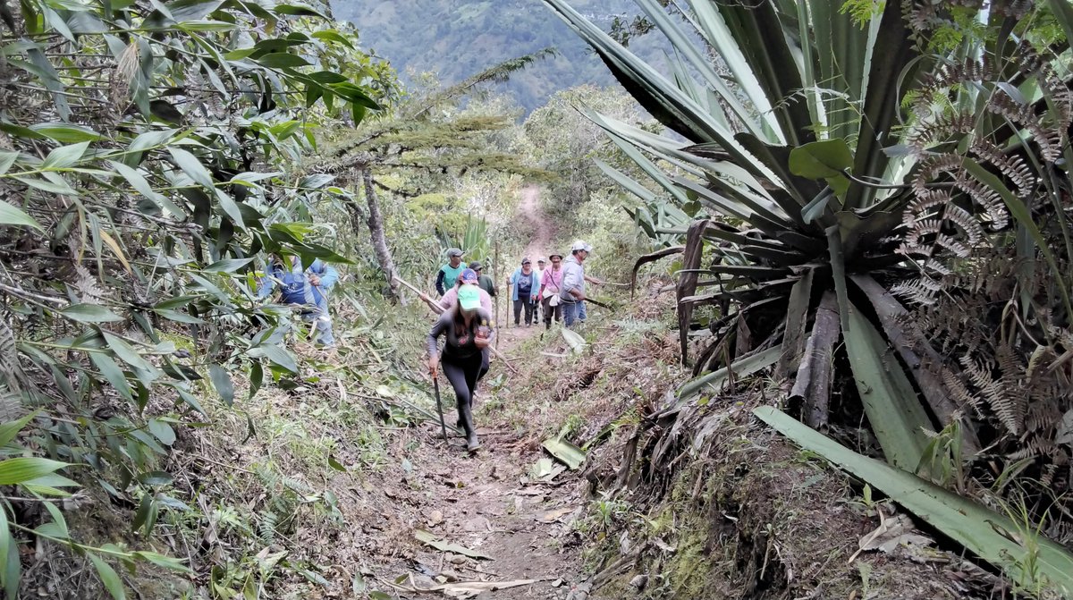 FAOEcuador's tweet photo. 🌳En Pucará, Imbabura se desarrolló la minga comunitaria para habilitar la ruta agroturística en la zona. El Proyecto #PaisajesAndinosEc apoya las acciones que fortalecen la producción sostenible y conservación de los andes ecuatorianos 🌄 https://t.co/A2q1ZtmoZr