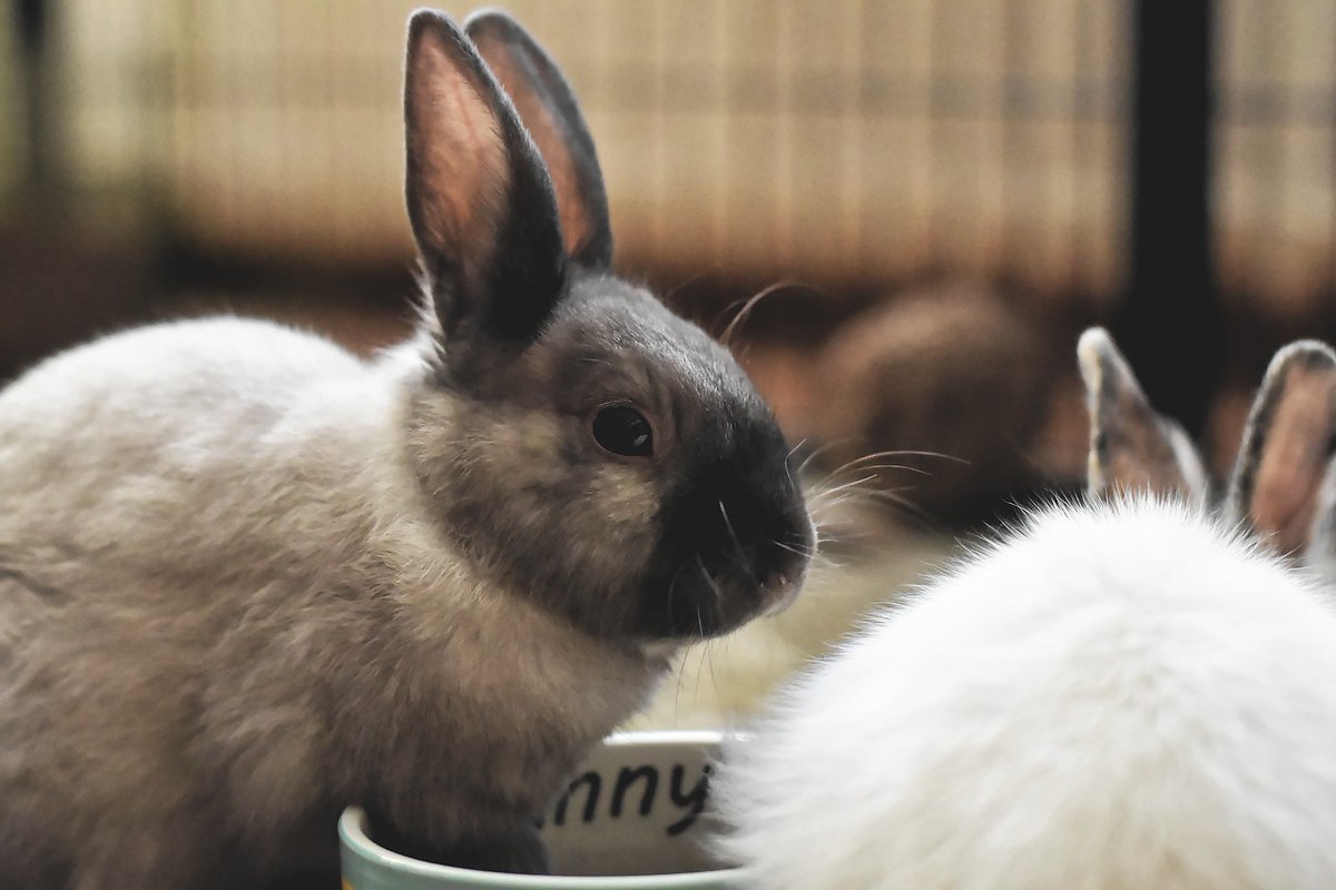 Haustier-Ratgeber: Sind Kaninchen für Haushalte mit Kindern geeignet? verbraucher-tipps.com/haustiere-sind… #haustiere #kaninchen #haushalt #kinder #haustieremachenglücklich
