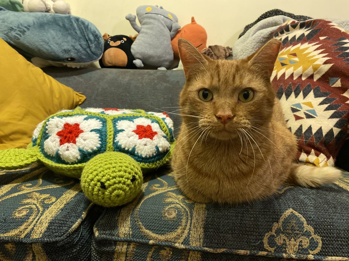 orangepeencat's tweet photo. tortle https://t.co/qer7xrKz3O