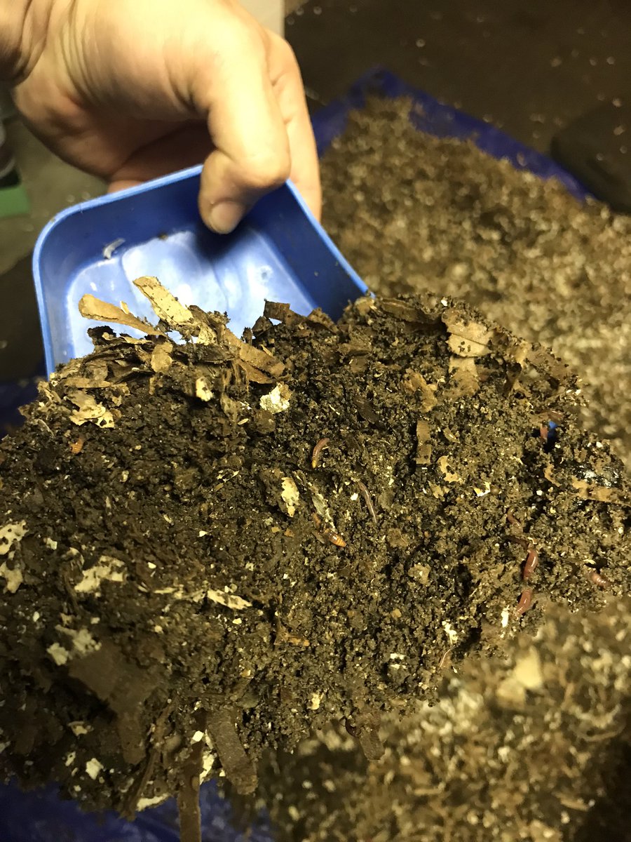 SevansWormery's tweet photo. Finally able to start #sifting this round of #castings! It’s looking really #nutrient rich and healthy. This is going to make some #plants VERY happy!

#vermicompost #vermiculture #PlantHelper #gardening #GardenHelp https://t.co/MUVd3SydWj