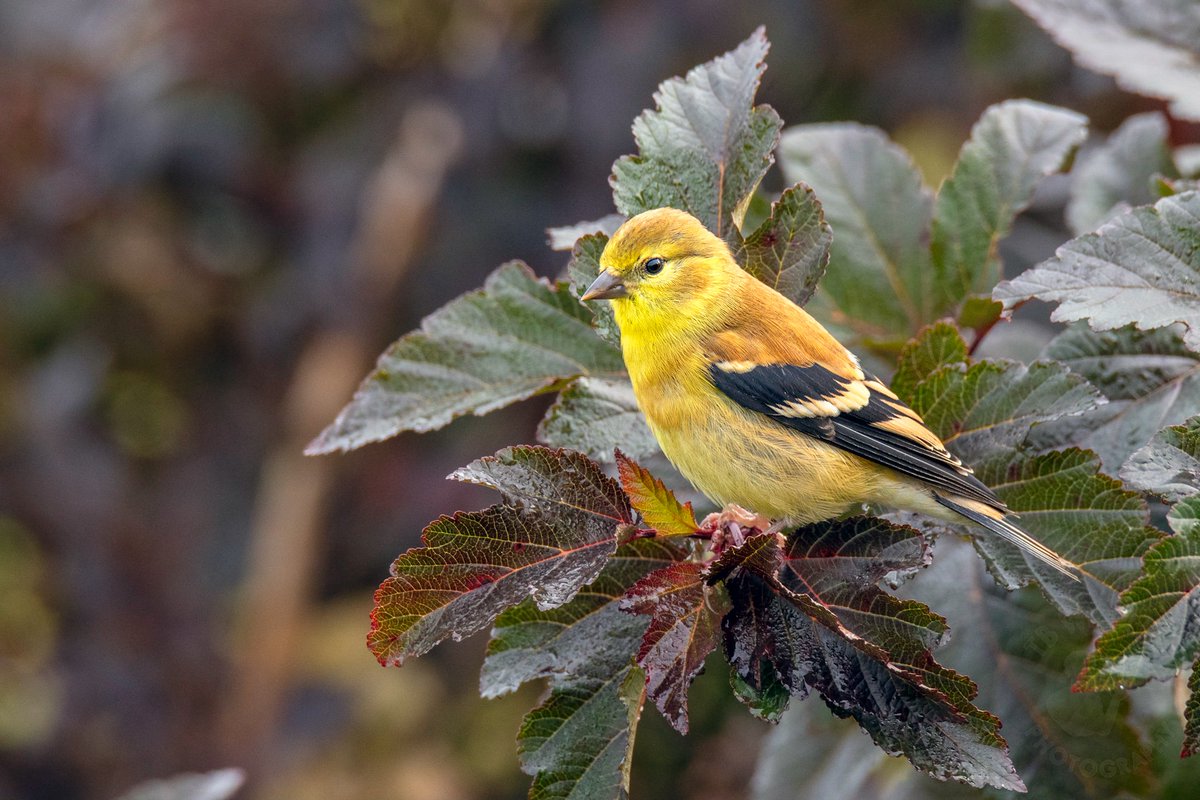 TB Wildlife Photography tweet media