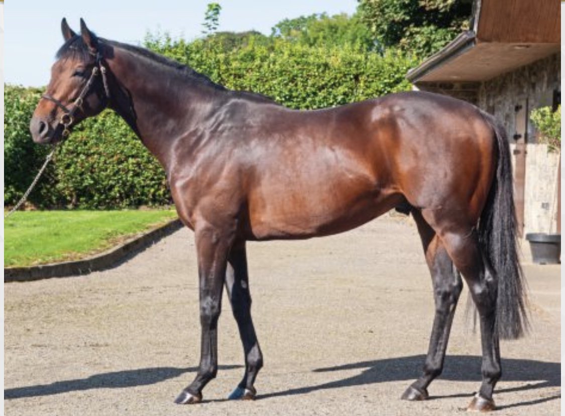 TaraStud's tweet photo. 🏅Congratulations to @GlashareS breeders of Discomatic from (📸) ESTIDHKAAR’s first crop. He won his 2nd race this afternoon for @AndrewBalding2 who bought him from @HerbertstownHse @tatts_ireland 2019 🏅He’s owned by the Park House Partnership &amp; was ridden by @Hayleyturner123 https://t.co/qoIxlrcHOw