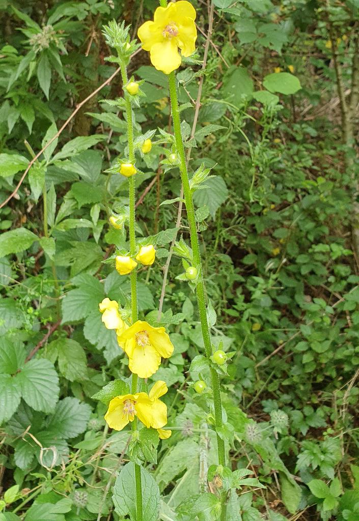 tuberrose's tweet photo. Can anyone ID this flower seen on my walk today on the edge of a wooded area of chalk downland? @BSBIbotany https://t.co/AI2fozIRbq