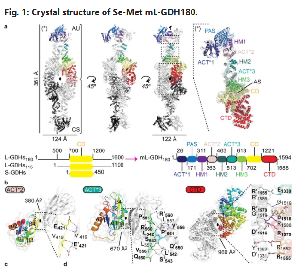 Using Molecular Dimensions SelenoMet Medium Complete, Lazaro et. all. from CRNS showed that the mL-GHD180 adopts a unique quaternary structure.  The ACT-like and PAS-type domains indicate allosteric regulation.   DOI: 10.1038/s42003-021-02222-x
