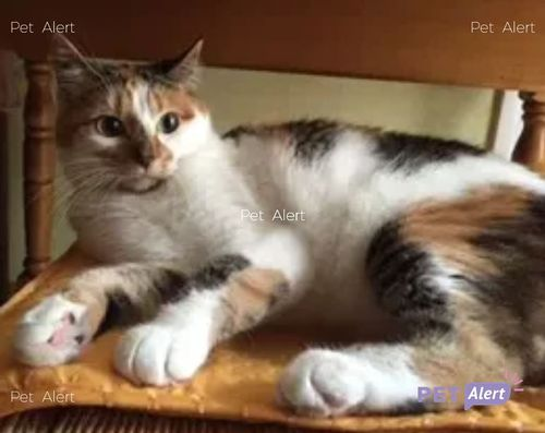 DelavegaPepita's tweet photo. PERDU MOA  💔💔
19/05/21
Sa famille la recherche.
La reconnaissez-vous ? 
Secteur : DPT 33 à Pessac, quartier Saige - Nouvelle-Aquitaine 
Contact : michelle.duhamel4@gmail.com
Tél : 07 49 87 41 56 
Partagez SVP ❤ Merci par avance ❤ 
#dep33 #perduchat #Pessac #pessacmaville https://t.co/feeTTS5dc7