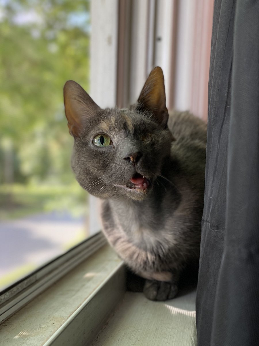 JustSoSmall's tweet image. Good morning, my frands!!!
#catsofinstagram #CatsOfTwitter #cat #kitty #kittycat #caseofthemondays #MondayVibes #MondayMorning