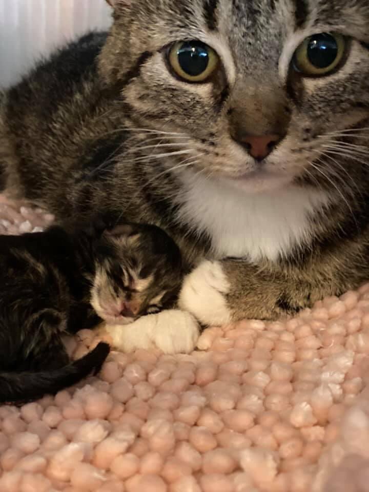 Sigh..This just shows how prolific cats can be. This momma came in a few weeks ago nursing kittens. She delivered this wee one this am