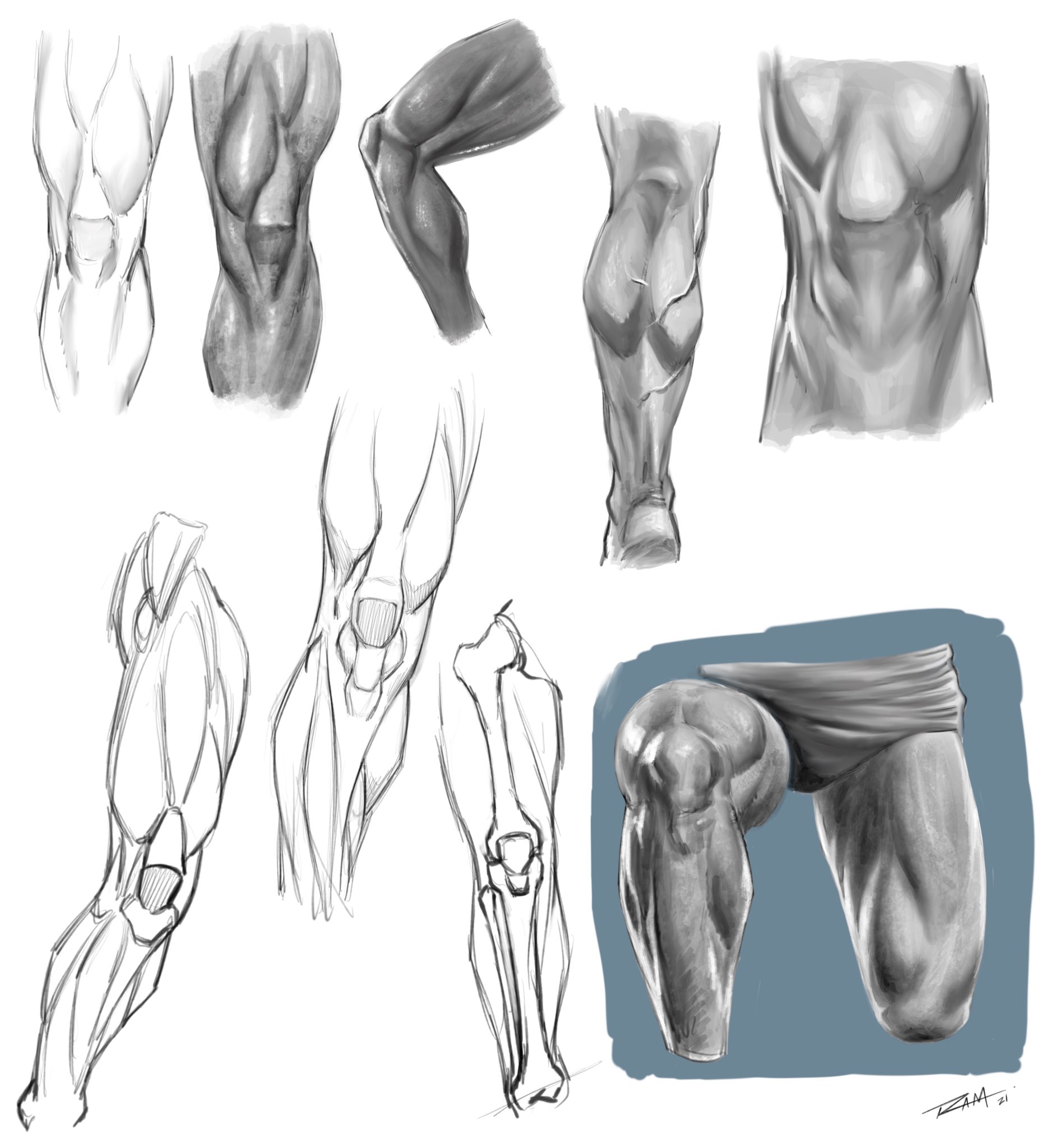 Leg Muscle Drawings | Drawings, Mermaid artwork, Human anatomy art