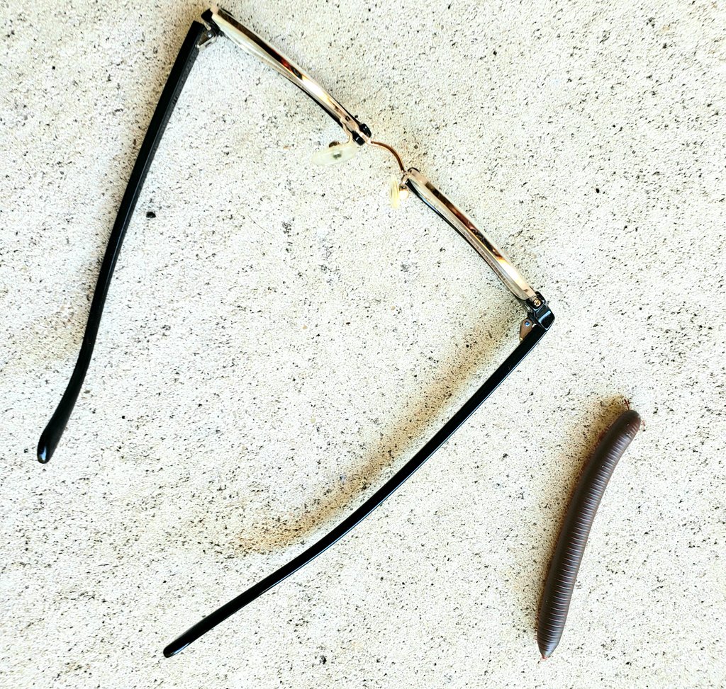 thehicklife's tweet photo. When you drop your glasses and they land next to a centipede.
🤓🐛 #hicklife https://t.co/PGbIy8qxKW