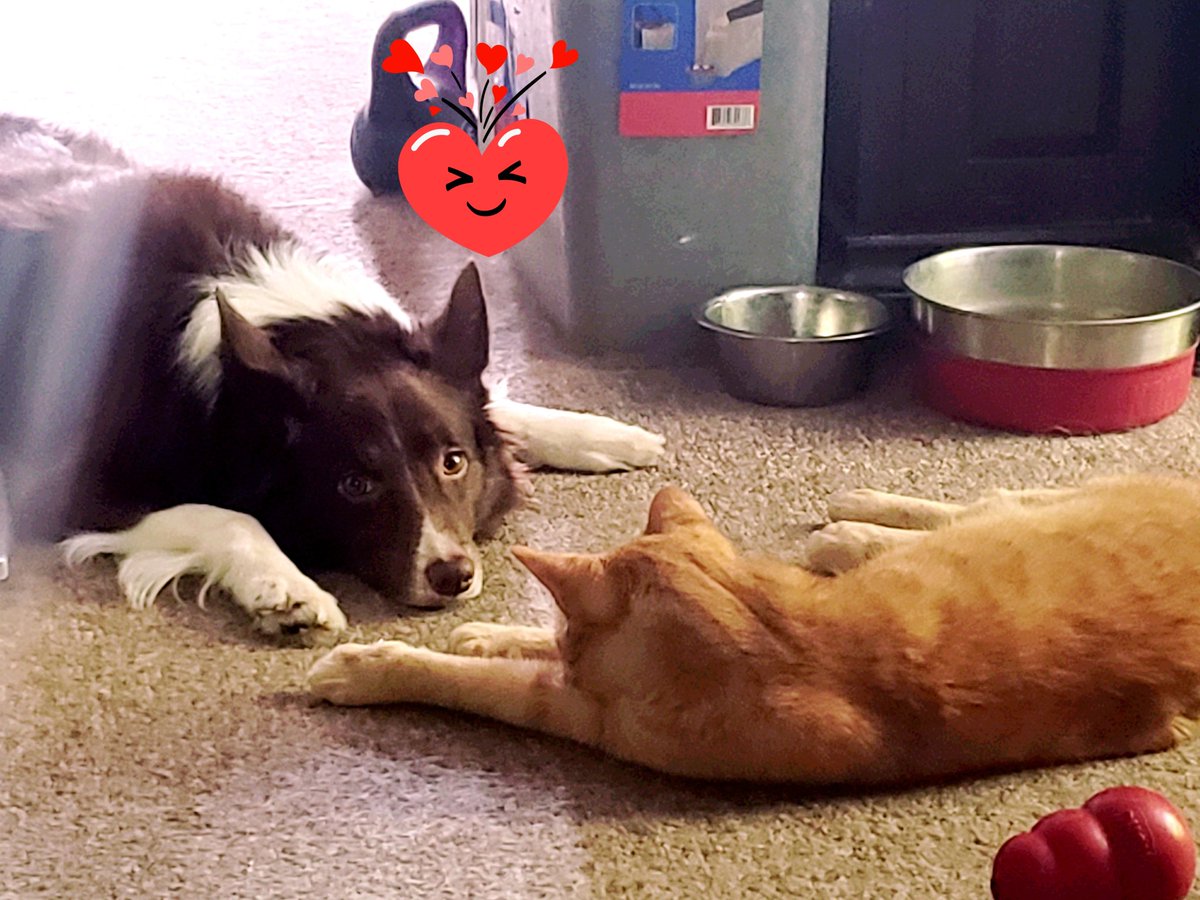 AgilitywAmanda's tweet photo. Winnie and Oliver are besties ๐โค
#dogandcatlove #dogandcatfriends #dogsandcats #dogfriends #catfriends #bordercollie #tabbycat #orangecat #dogslife #catslife #dogsathome #catsathome https://t.co/16K5CnDqby