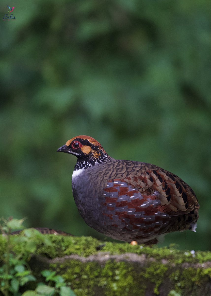 Hill Partridge
A clik from Mahananda Wildlife Sanctuary
#hillpatridge #birds #birdsofinstagram #birdphotography #birdphoto #birdphotographersofindia #nature #bbcearth #bbc #bbctravel #animalplanet #natgeo #natgeoyourshot #mahanandawildlifesanctuary #nikon #z6ii #photography