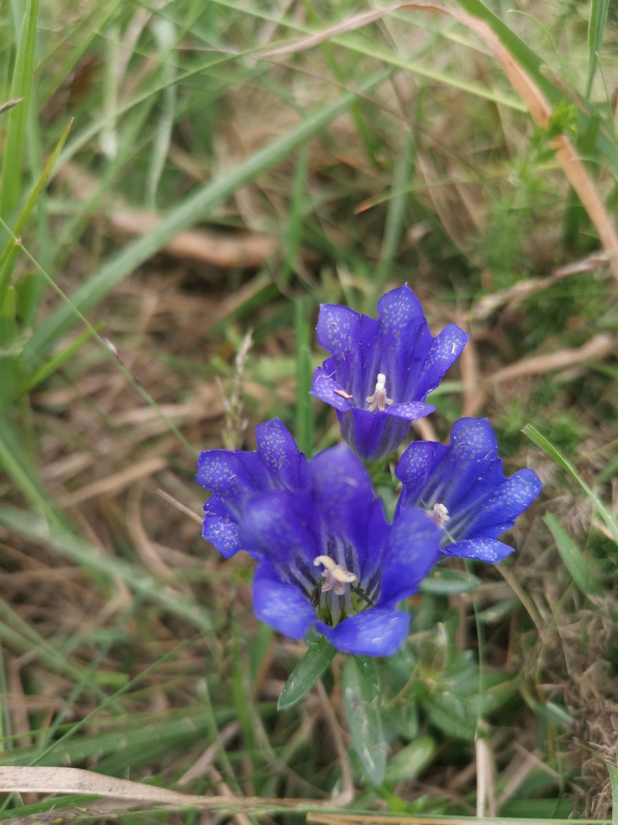 LucasParham94's tweet photo. Brush cutting a fence line this morning on Chobham common and what do I encounter but this awesome Marsh gentian flower 🌷🤘 afternoon not so good piping a trough 💧💧💧 https://t.co/IcobGsN2UA