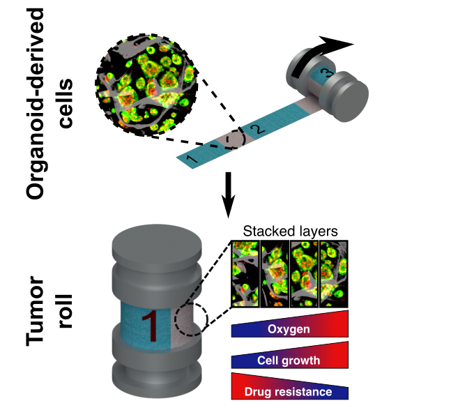 New paper alert 🚨🚨🚨 Congratulations to co-authors <a href="/NLandonBrace/">Natalie Landon-Brace</a> and <a href="/JoseLCadavid/">Jose Cadavid</a>, who have re-designed our TRACER model to enable #Organoid unrolling to study #PancreaticCancer and the #TumorMicroenvironment in vitro. Now live in Adv. Funct. Mater. onlinelibrary.wiley.com/doi/abs/10.100…