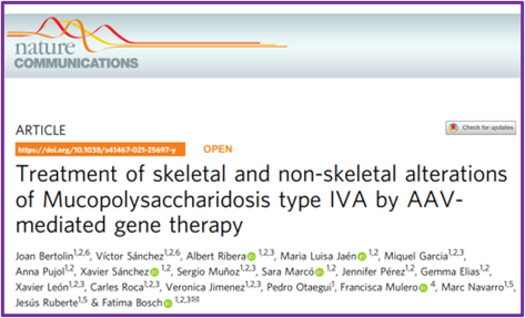 For decades, the MPS &amp; ML fields have had excellent models to drive therapy development, but not so for MPS IVA (Morquio Syndrome). Pleased to highlight a Nature Comm. pub by Drs. Bertolin &amp; Bosch, et al. at the Universitat Autònoma de Barcelona, of a MPS IVA new model &amp; therapy!