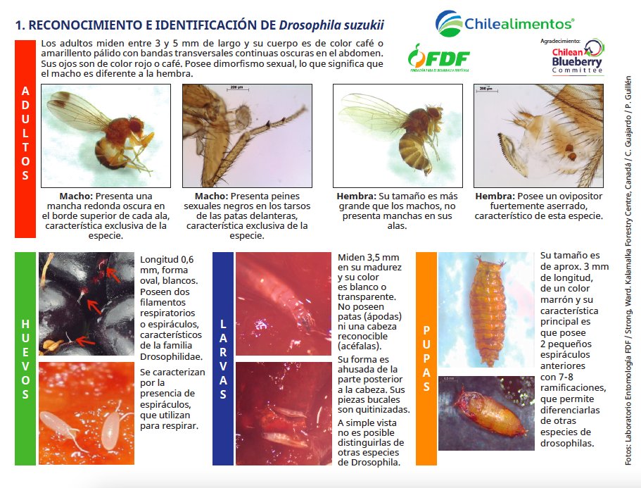 Drosu_Chile's tweet image. Prepárate esta temporada! 
Identifica Drosophila suzukii y realiza una correcta prospección visual de frutos desde pinta a cosecha. 
Sigue las recomendaciones dadas por FDF y Comité de Arándanos.
#drosophilasuzukii #plaga #mosca #chile🇨🇱 #berries🍓
