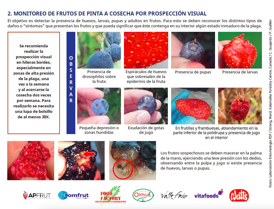 Drosu_Chile's tweet image. Prepárate esta temporada! 
Identifica Drosophila suzukii y realiza una correcta prospección visual de frutos desde pinta a cosecha. 
Sigue las recomendaciones dadas por FDF y Comité de Arándanos.
#drosophilasuzukii #plaga #mosca #chile🇨🇱 #berries🍓