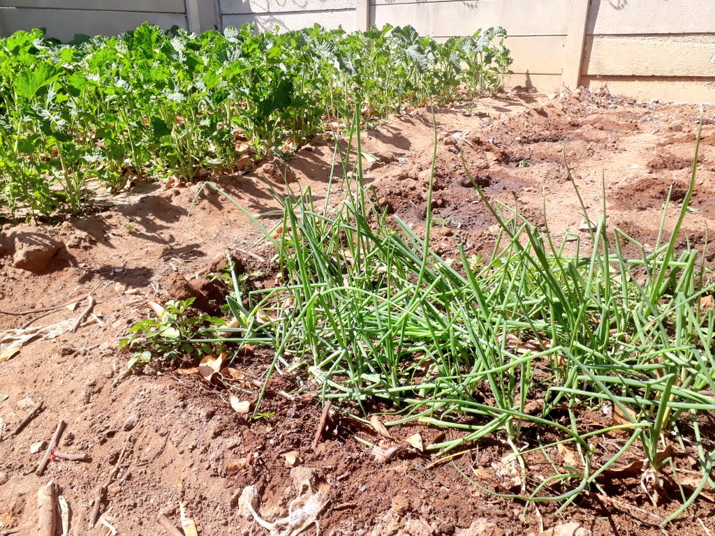 Farm, plant and grow what you can.  Growing my own food has been the best thing ever, I have reduced my carbon footprint and at least trust food from my garden with a small % of getting sick due to poor food hygiene.
#Anatomyofaction 
#ProteinSwaps
#Actnow