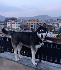 Moreliaiber's tweet photo. @gsrescueelite #NoPawsLeftBehind
#KSAR
#OperationHercules
#GoDark
#HelpThor

Can anyone help this family get Thor, their husky dog, out of the Kabul airport?

They are desperately looking for him.

https://t.co/vwDER2Jvbt

If you know someone who can help send them the message

Retweet please https://t.co/TB6LO0va9e