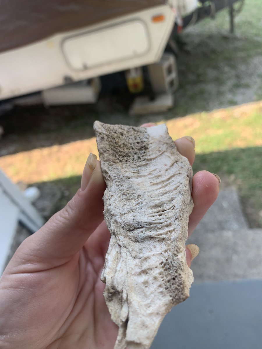 RuthRivers420's tweet image. Ummmm looks like a fossilized bone!! Help help I need an Adult #Fossil #helpmeidentify #bones