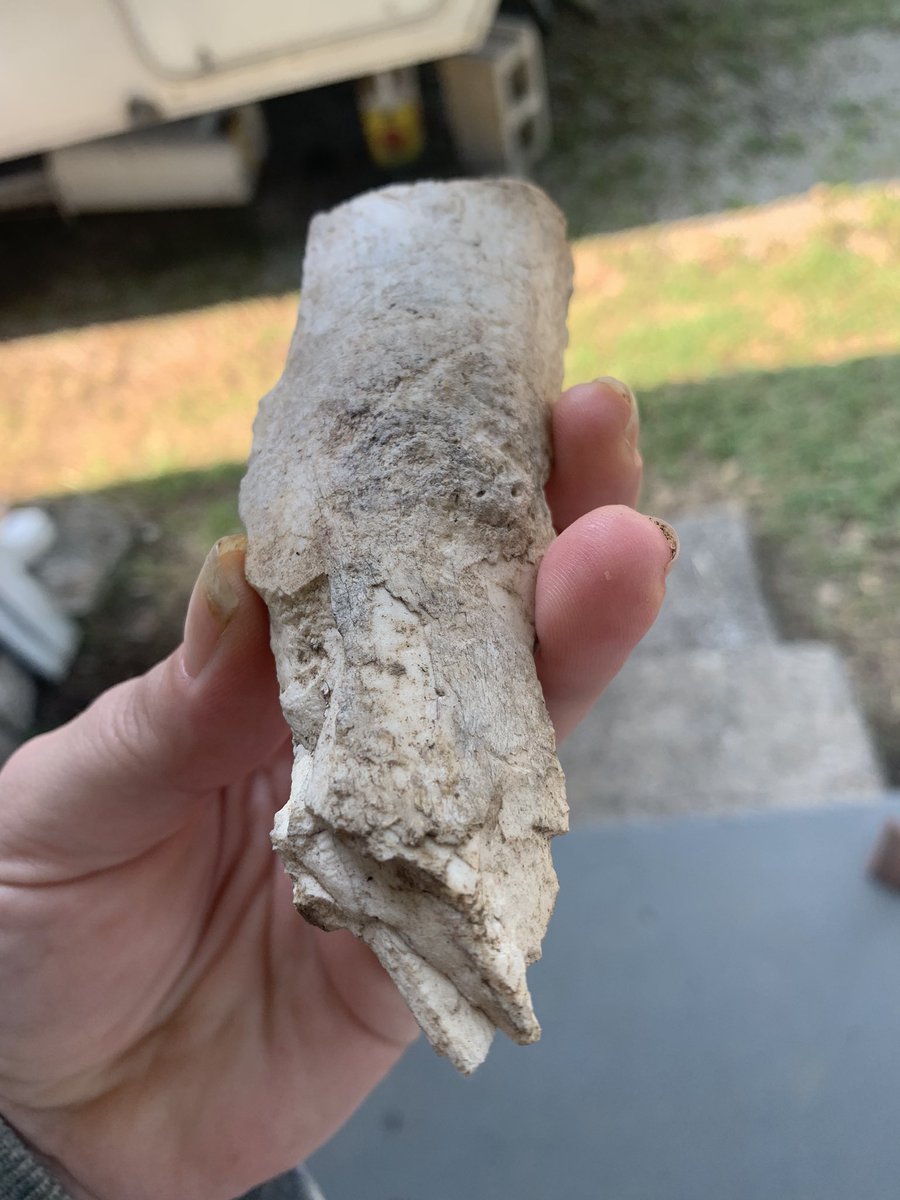 RuthRivers420's tweet image. Ummmm looks like a fossilized bone!! Help help I need an Adult #Fossil #helpmeidentify #bones